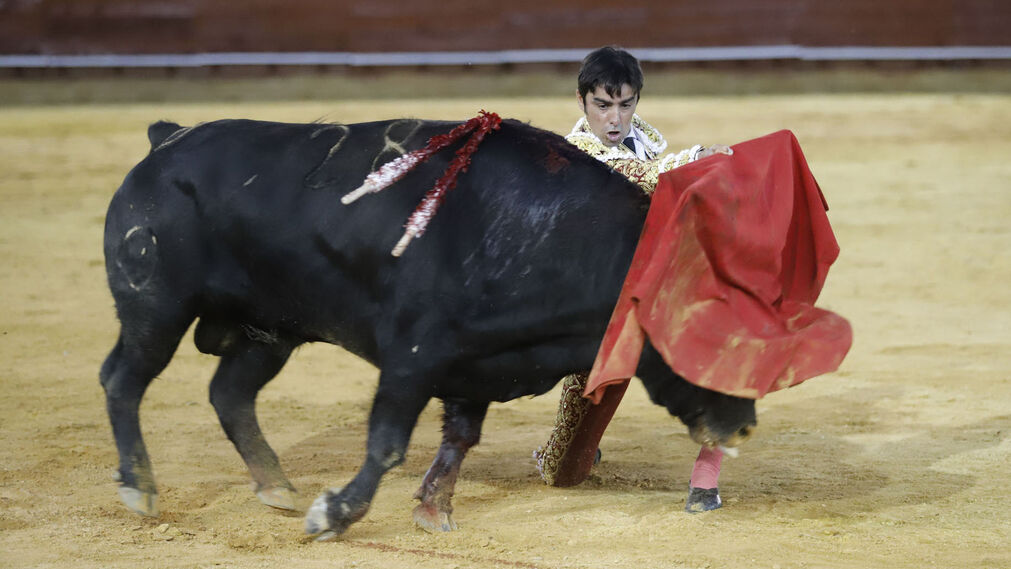 La faena del toro indultado por Perera en im&aacute;genes