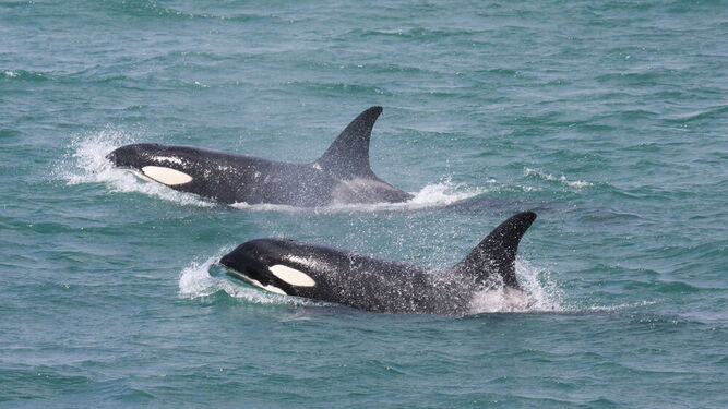 Salvamento Marítimo auxilia a tres embarcaciones por incidentes con orcas en Barbate