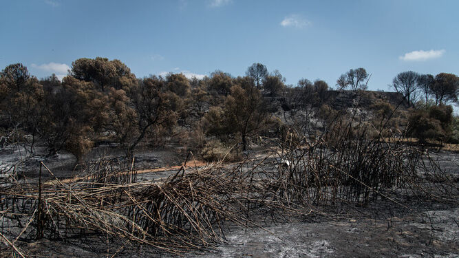 Imágenes de los efectos del incendio de Lucena del Puerto.