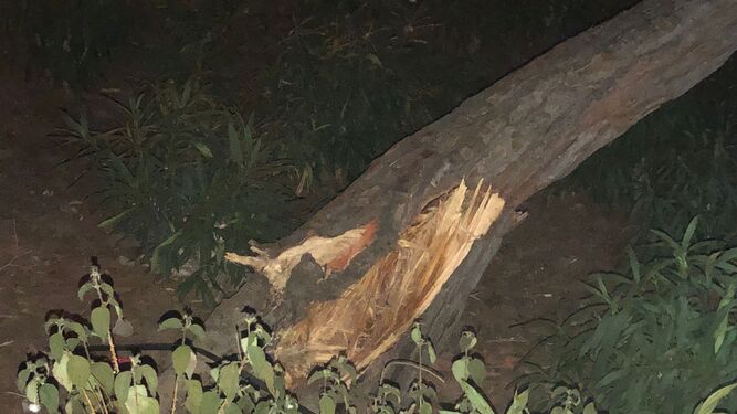 Un árbol de grandes dimensiones cae en la calle Cisne de Punta Umbría