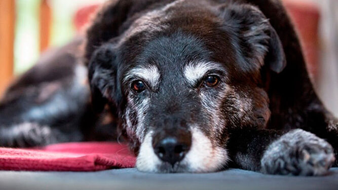 Día Mundial del Alzheimer: cómo saber si tu perro sufre esta enfermedad