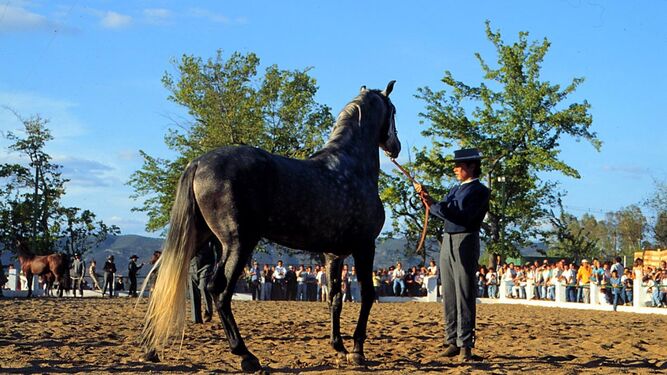 Un criador vestido de corto doma  a un caballo  durante una exhibición.