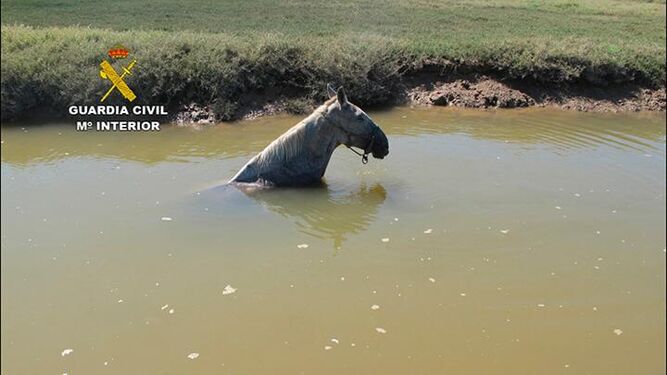 Imagen del caballo atrapado en el caño, con el cuerpo totalmente cubierto de agua antes de ser rescatado.