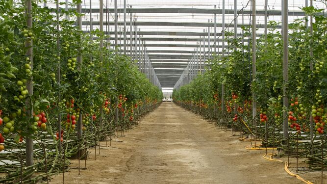 Ginegar ofrece soluciones individualizadas a los agricultores en cubiertas de última geneación para invernaderos.