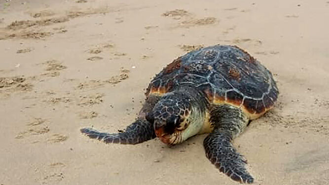 Una tortuga en una playa onubense.