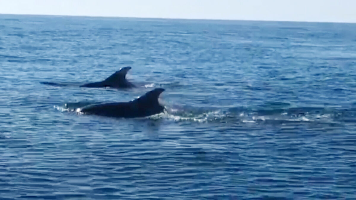 Dos de los cetáceos avistados por Juanjo e Isabel