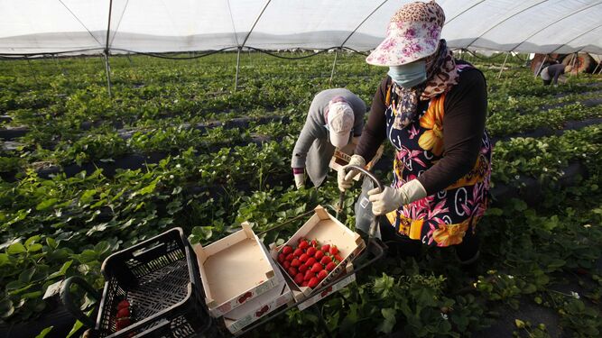 Los frutos rojos, uno de los pilares de la economía onubense.