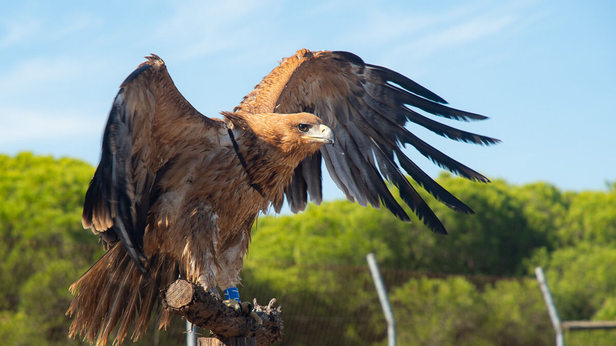 Liberan en Doñana dos ejemplares de águila imperial ibérica en peligro de  extinción