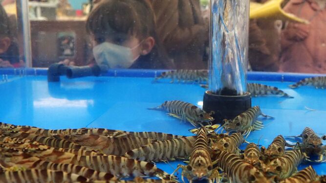 Una niña mira los langostinos tigre que uno de los expositores expone en la muestra