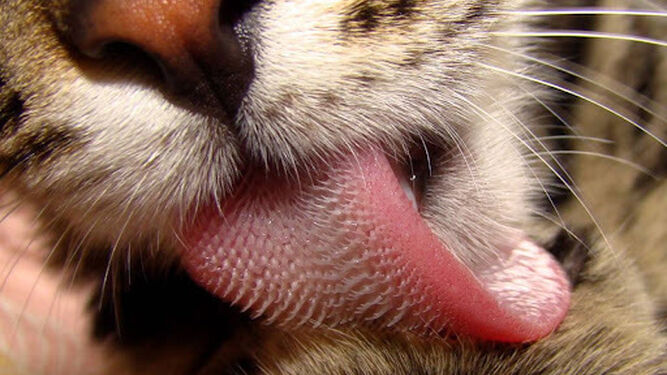 ¿Por qué los gatos tienen la lengua rasposa?