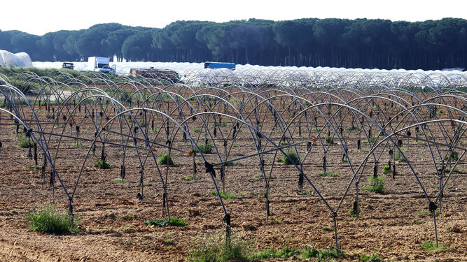 Plantación de fresas en la provincia de Huelva.