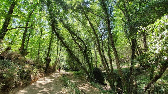 La ruta del Bosque Encantado, una de las más bonitas de Huelva