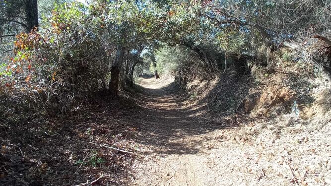 Tunel arbóreo en el comienzo de la ruta Aracena-Linares de la Sierra