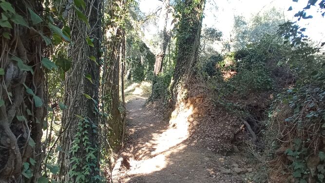 Las imágenes de la ruta de la cascada de Jollarancos y bosque de las letras