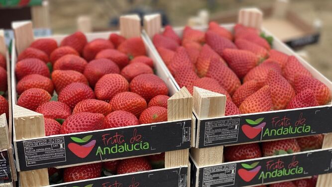 ¿Sabías que Huelva es la mayor productora de fresas de Europa?