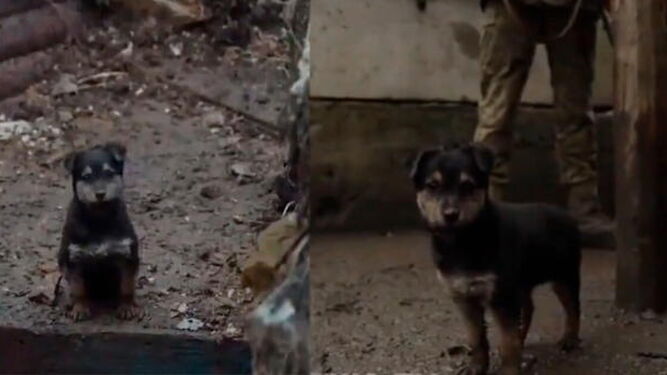 La historia de Rambo, el perro que defiende un cuartel en Ucrania tras el ataque de Rusia