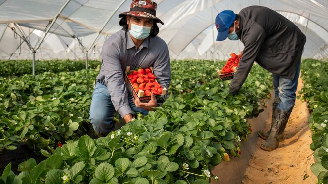 Trabajadores hondureños en un campo de fresas en la provincia de Huelva.
