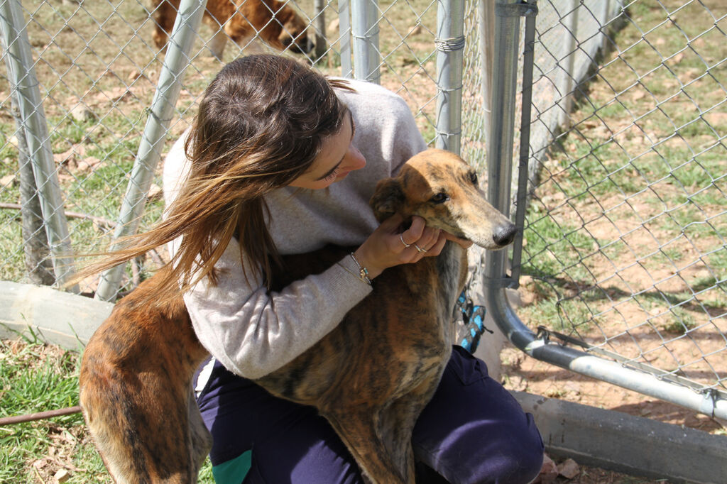 Estos son algunos de los perros que puedes adoptar en el refugio provincial de Huelva.