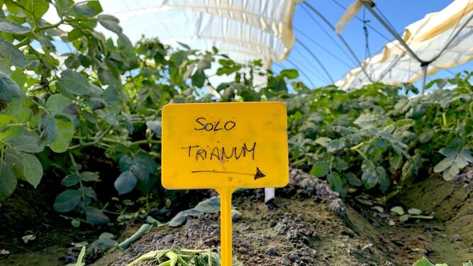 Identificador del uso de Trianum® en un cultivo de patata en Sevilla.