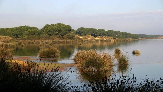 Humedal en Doñana.