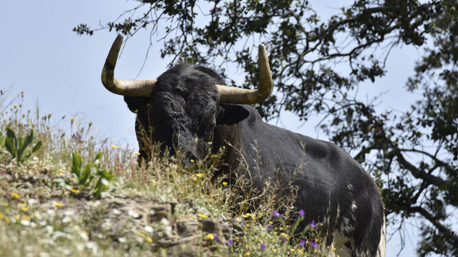 Los toros de Gerardo Ortega en la finca Los LLanos de Santa Olalla del Cala