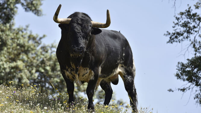 Los toros de Gerardo Ortega en la finca Los LLanos de Santa Olalla del Cala