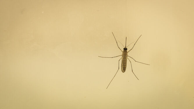 Mosquito del Nilo.