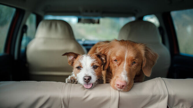 Dos perros en los asientos traseros de un coche.