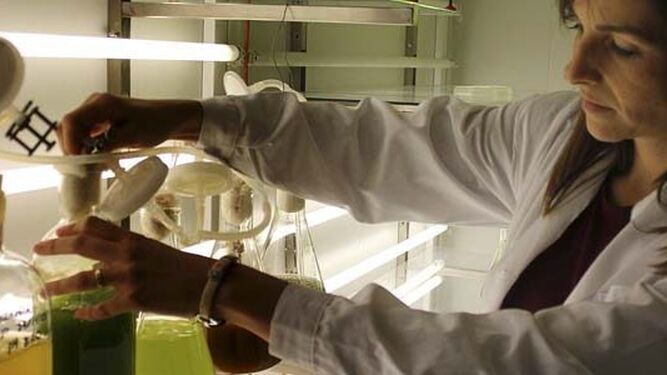 Experimentación con microalgas del Centro de Investigación en Recursos Naturales, Salud y Medio Ambiente.