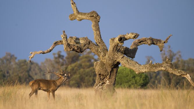 Berrea del ciervo en el entorno de Doñana