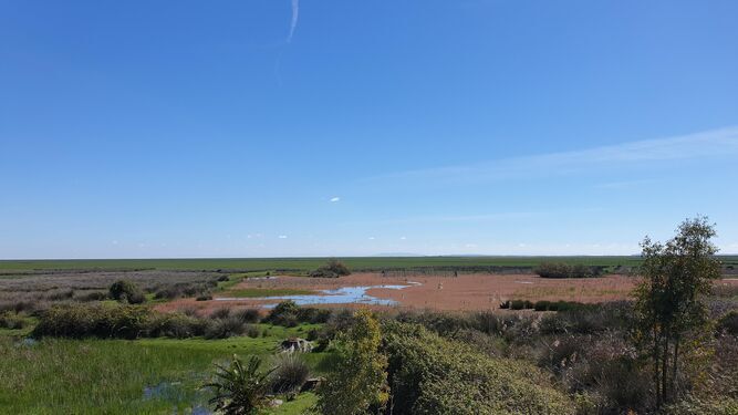 Una de las lagunas de Doñana.