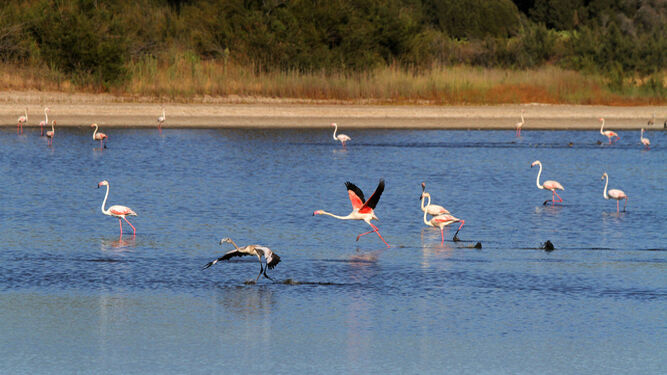 Aves en la laguna de El Portil.