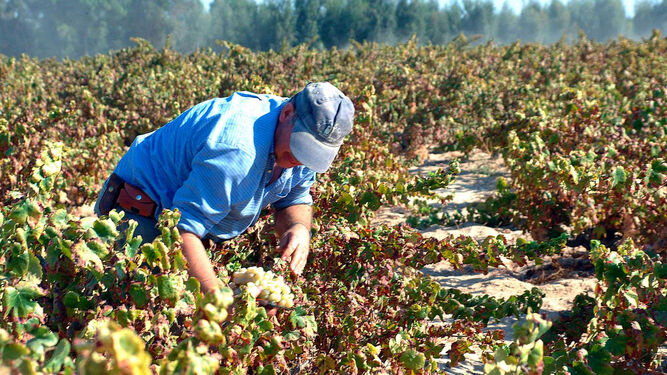 Un agricultor recoge un racimo de uvas