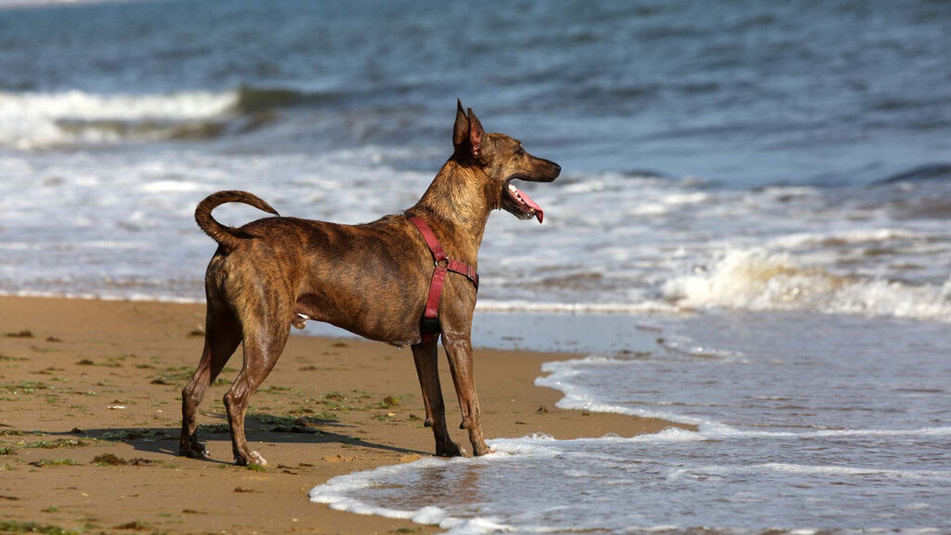 Las 6 playas de Huelva a las que podr&aacute;s ir con tu perro este verano sin sanciones