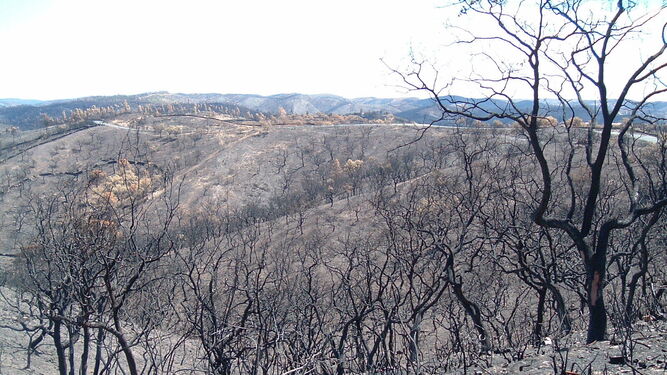 El aspecto desolador de los montes alrededor de Berrocal tres años después del incendio.