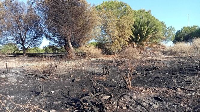 Parte de la superficie arrasada por las llamas en la zona trasera de la estación de ferrocarril de Huelva.
