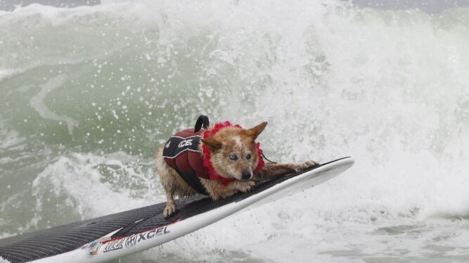 Los perros también surfean: California celebra el Campeonato Mundial de Surf Canino
