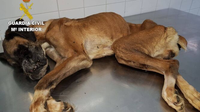 Investigado un hombre de Galicia por maltrato animal tras morir su perra de inanición