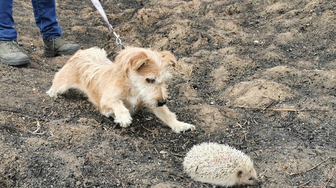 El perro Willow ayuda en el rescate de erizos afectados por los incendios en Huelva.