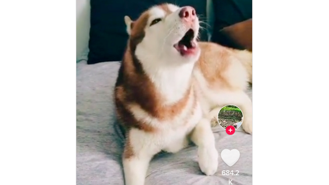 El perro simulacro: un husky viral imita el sonido de alerta por terremotos después de dos ismos