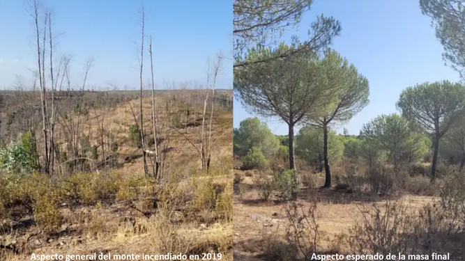 El antes y el después del bosque incendiado en 2019.