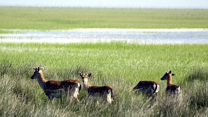 Ciervos junto a las lagunas de Doñana.