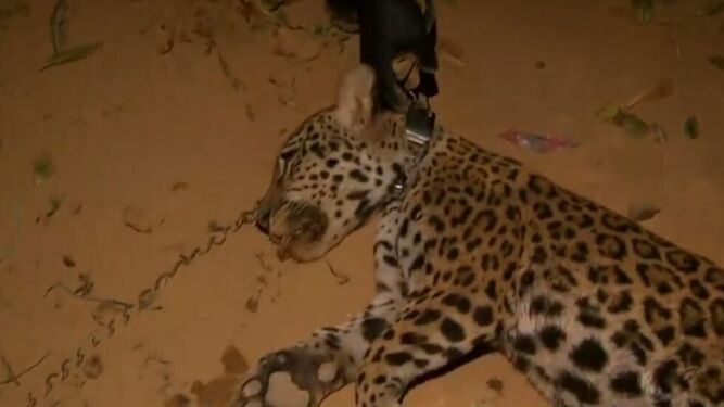 Detenidas 10 personas por traficar con jaguar y animales salvajes en Colombia
