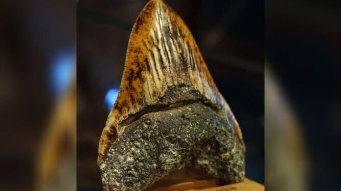 Encuentran un fósil de un enorme tiburón prehistórico en aguas australianas