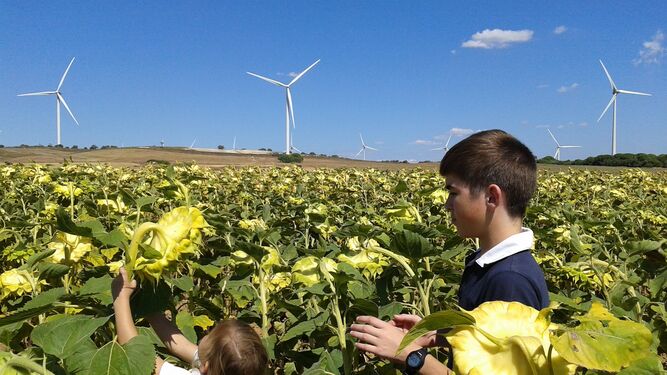 Niños en un campo de girasoles con los molinos de una instalación eólica al fondo.