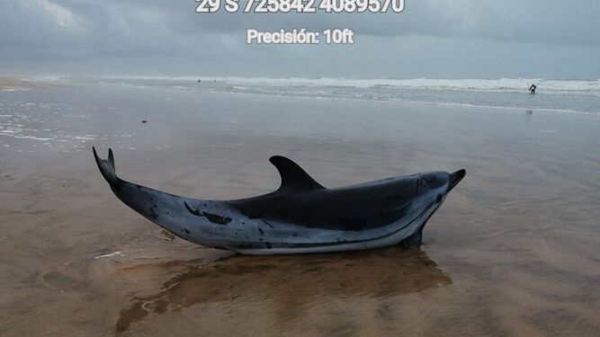 Aparece un ejemplar de delfín listado vivo en la playa de Doñana
