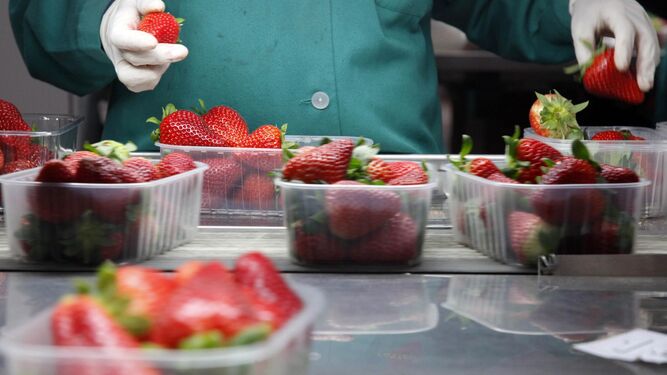 Huelva registra el mayor número de exportaciones de frutos rojos desde 1995