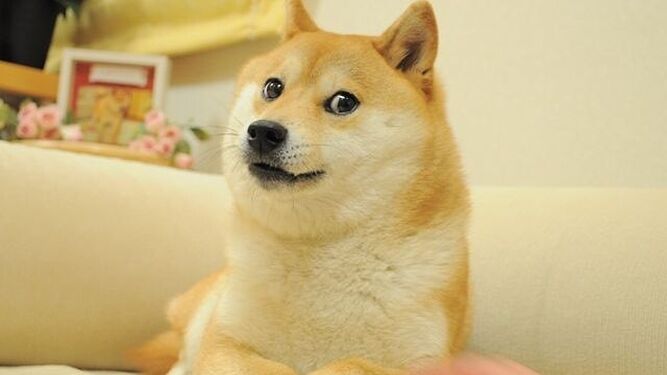 Kabosu, la perra que ahora aparece como logo de Twitter en la imagen que la ha hecho famosa