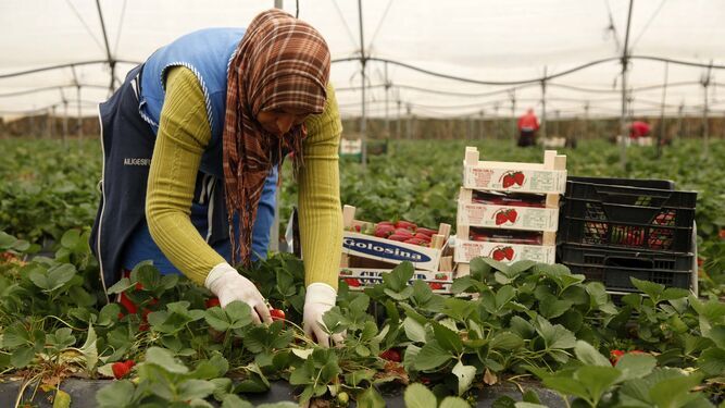 Casi 3.900 mujeres marroquíes están ya en Huelva para la campaña agrícola
