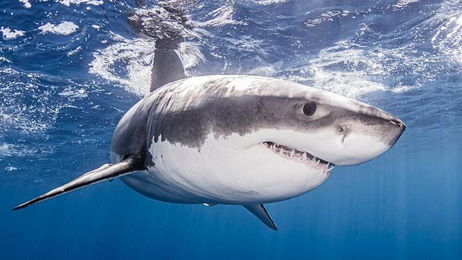 Un enorme tiburón blanco arranca la cabeza a un buzo que buscaba moluscos